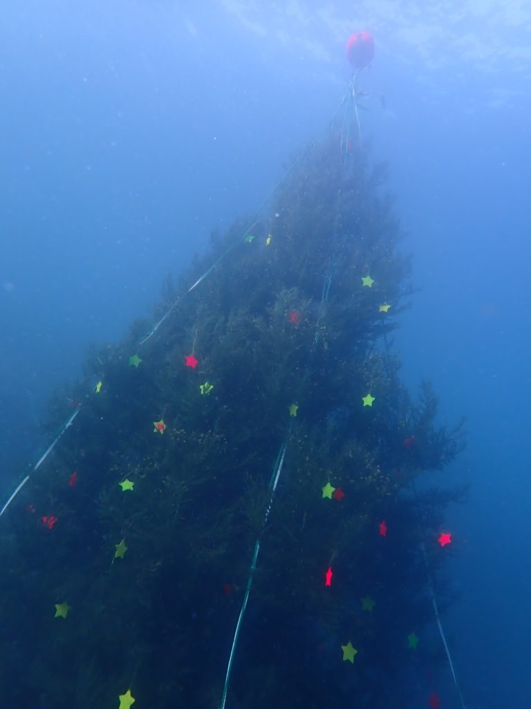 海中クリスマスツリー