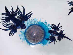 そんなに食べたかったなら自分から食べに行きなよぉ・・・