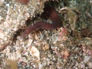 タカマユウツボ